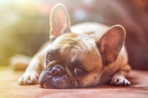 Bulldogge Schokoladenvergiftung bei Hunden