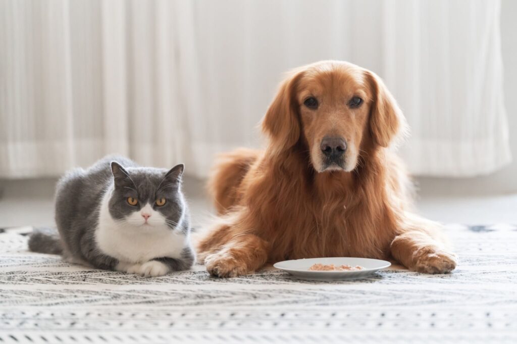 Golden Retriever und Britisch Kurzhaar Trainieren Sie Ihren Hund, damit er kein Katzenfutter mehr frisst