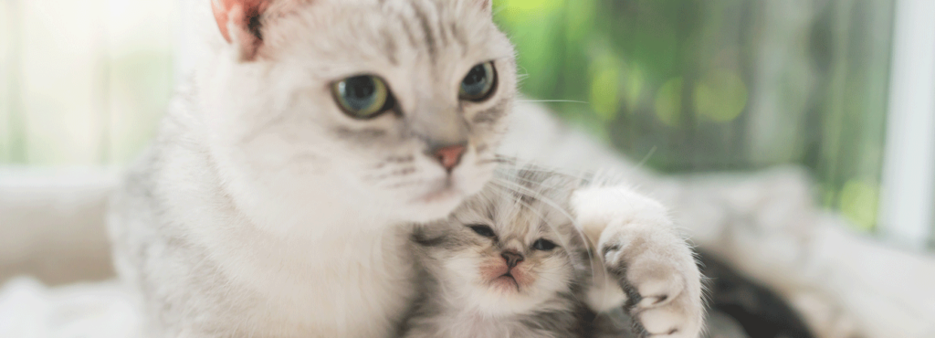 Weinen Katzen während der Geburt? Wehen und Geburt bei Katzen verstehen Weinen Katzen während der Geburt Verständnis für Katzengeburten