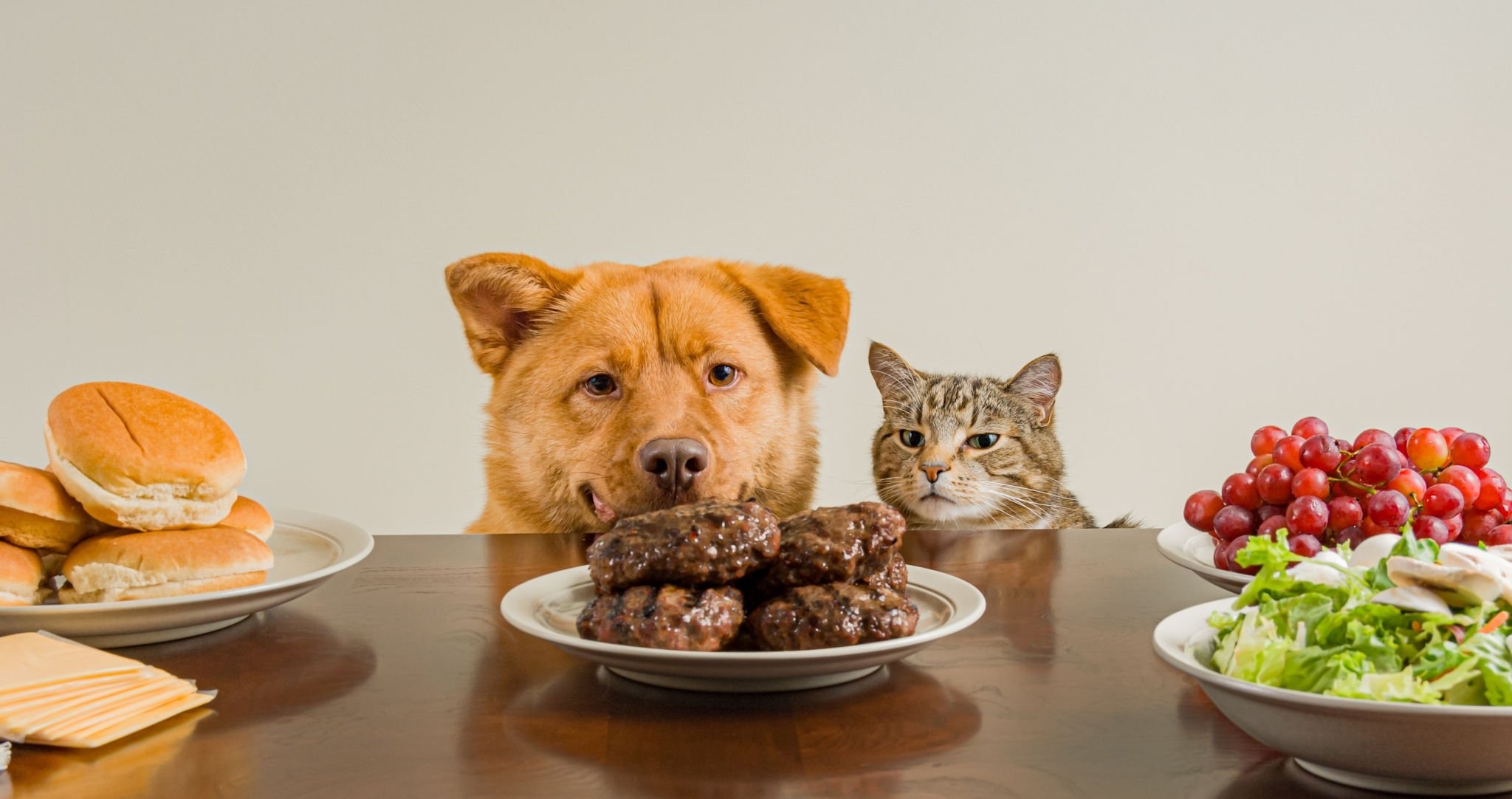 Können Katzen Hundefutter essen Hund und Katze starren auf Hamburgerfleisch