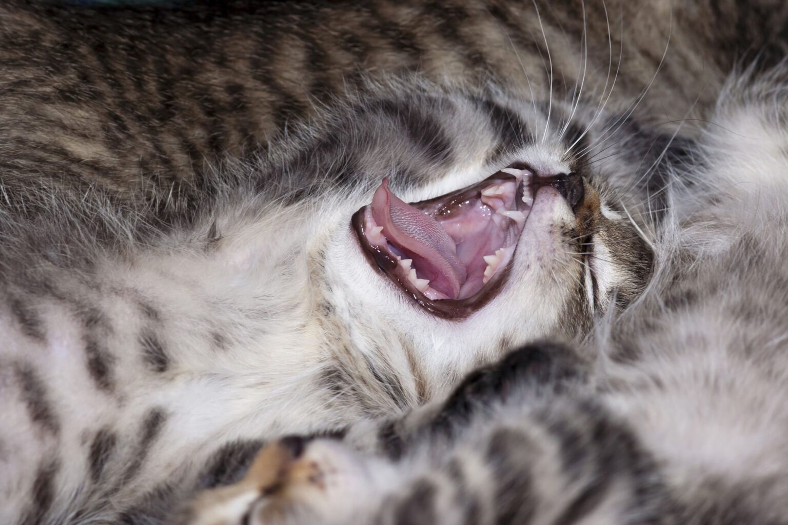 Katze weint während der Geburt