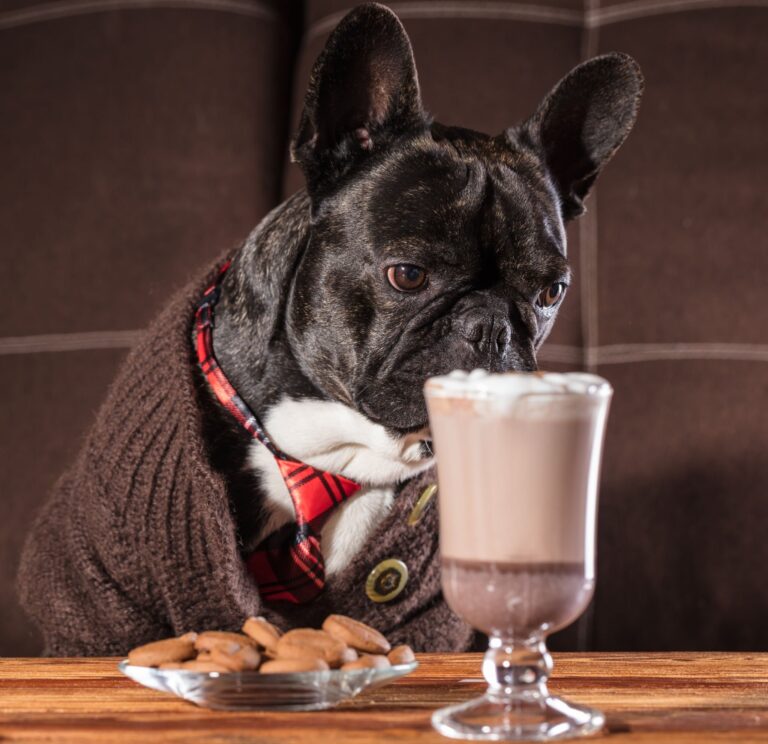 Bulldoggen-Vergiftung durch Schokolade Französische Bulldogge mit einer Tasse heißer Schokolade