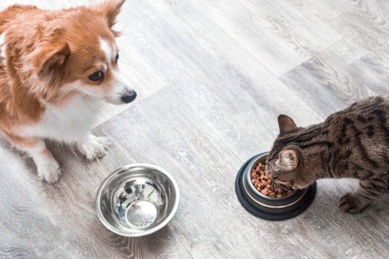 Können Hunde Katzenfutter essen Ein Hund mit einem leeren Napf sieht aus wie eine Katze, die Trockenfutter frisst