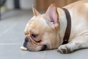 Xylit-Vergiftungen bei Hunden