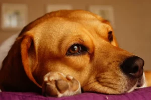 Beagle Ohr-Infektion