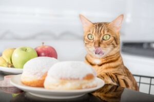 Diabetiker-Katzenfutter