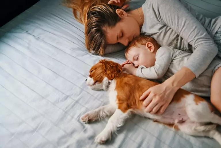 11 Krankheiten, die man bekommen kann, wenn man mit Hunden schläft