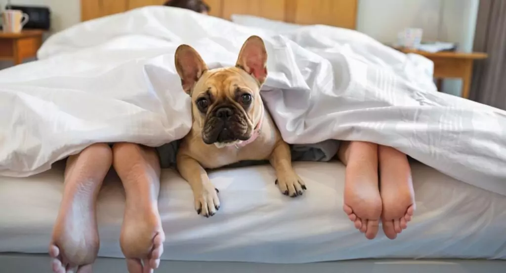 Bulldogge, die mit ihren Besitzern schläft Paar 10 Krankheiten, die man bekommen kann, wenn man mit Hunden schläft