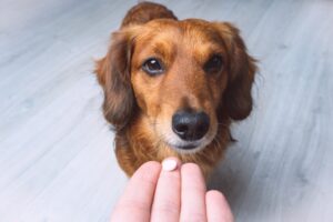 Vitaminzusatz im Hundefutter Preis Medizin und Vitamine für Haustiere. Pillen für Tiere