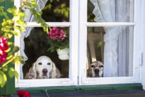 Hunde, die allein zu Hause sind und durch das Fenster schauen