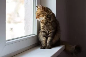 Allein zu Hause Katze, allein gelassen Braune Hauskatze schaut aus dem Fenster und vermisst ihre Besitzer